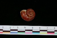 藏品(平瀨大山蝸牛)的圖片